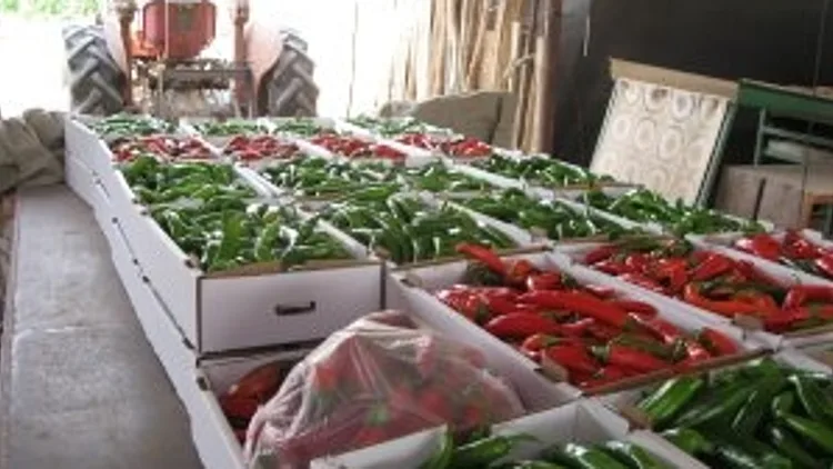 כתבת פלפל הבנרו