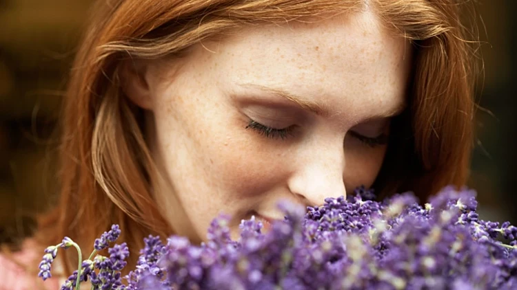 מריחה פרח לבנדר