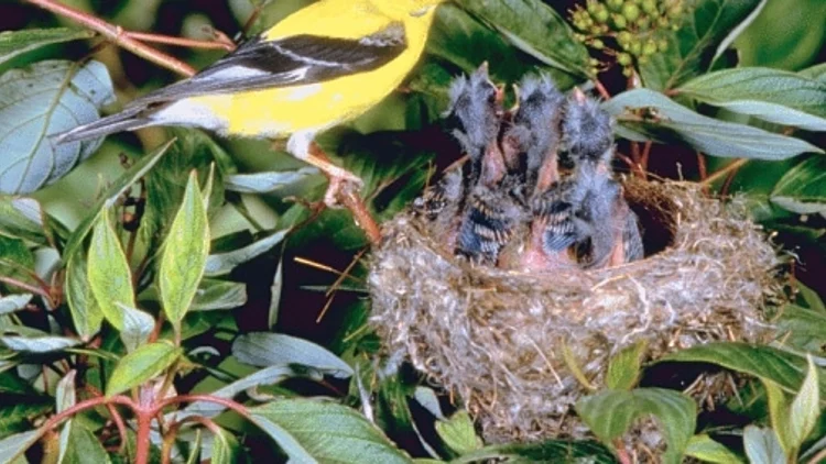 ציפור וגוזלים