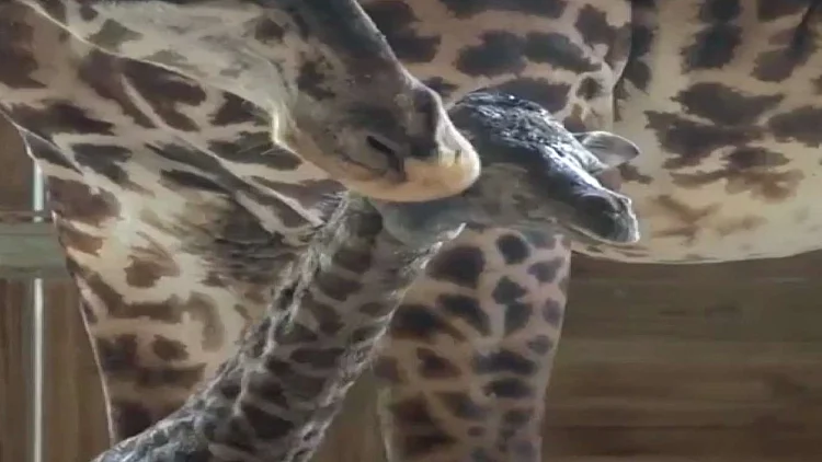 גור הג'ירף שנעמד על רגליו