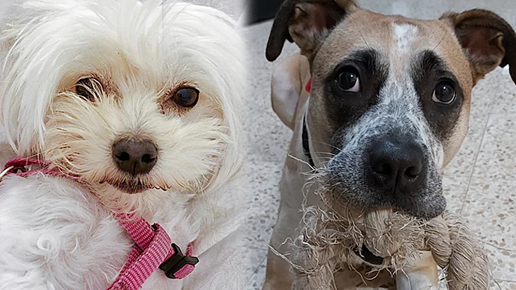 הכלבות נלה וירצברגר ונלה אילון