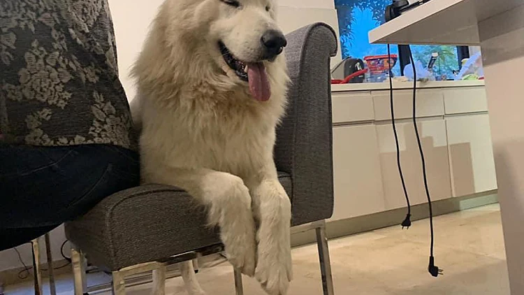 אחד הכלבים שהורעלו באשקלון