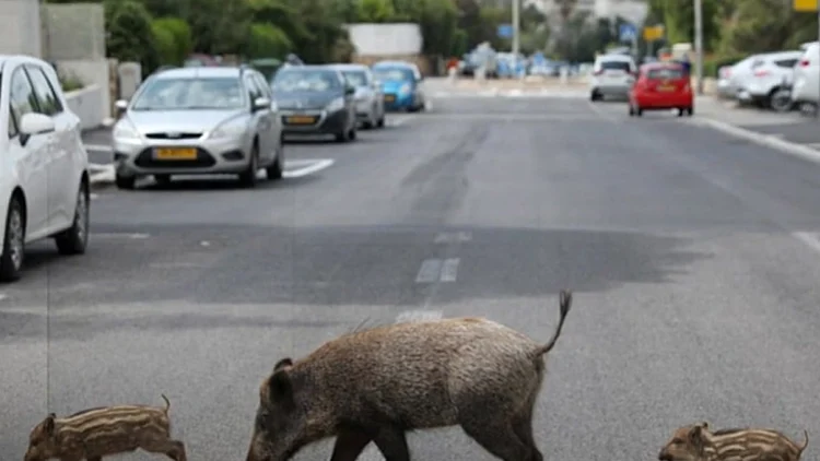חזיר בר, חזירי בר, חזירים בחיפה