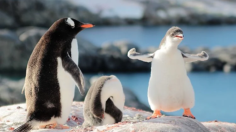 חפש באנטארטיקה: מה אתם יודעים על הקוטב הדרומי?