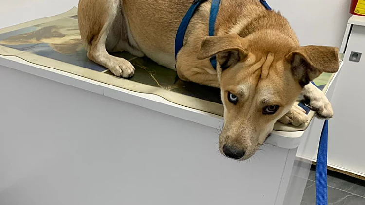 הוארך מעצר החשוד בהתעללות בכלב: "נדרשת הסתכלות פסיכיאטרית"