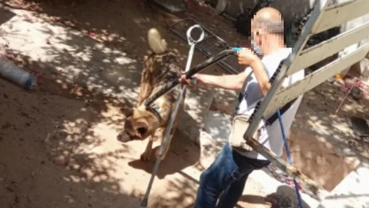 עקב חשד להתעללות: עיריית חיפה חילצה כלב מדירת מגורים • תיעוד