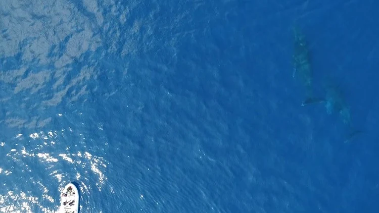 מאנטארקטיקה לחופי מוזמביק: הנדידה של הלוויתן גדול הסנפיר