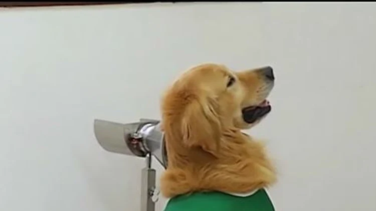 כלבים שמזהים את הנגיף יכניסו לראשונה צופים במשחק כדורסל