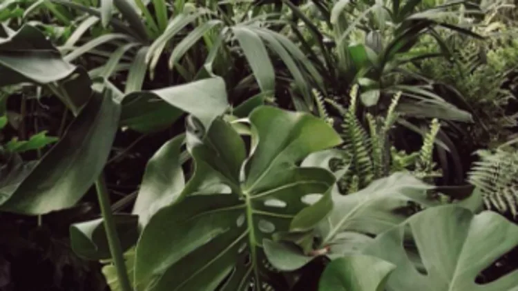 משתלות הכרמל – גן עדן חי וקיים במעלה ההר | רשת 13