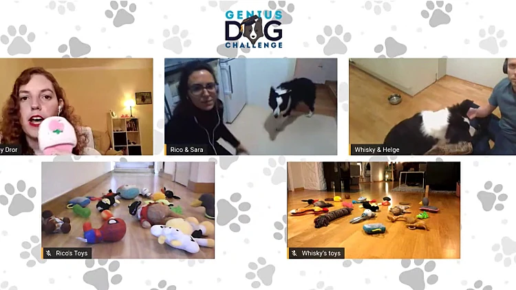 כלב מי שמדבר: תחרות בינלאומית - האם הם חכמים משחשבנו?