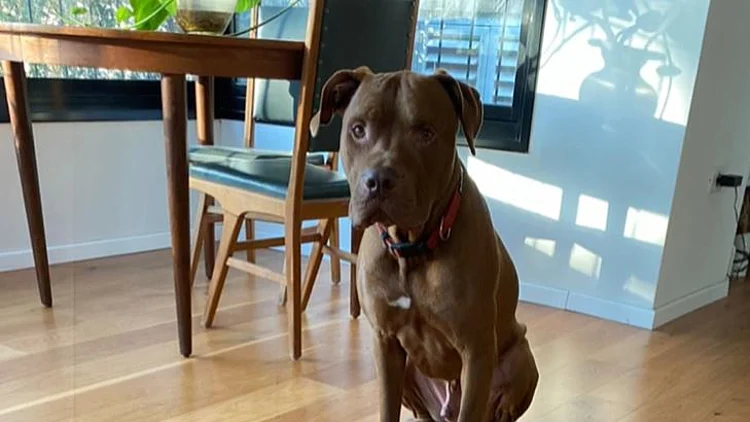 "הוא פשוט התנפל עליה": בת 3 נפצעה בינוני מנשיכת כלב • תיעוד