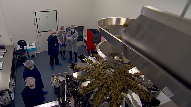 מעשנים ביחד: המדריך המלא לקראת הלגליזציה של סמים קלים