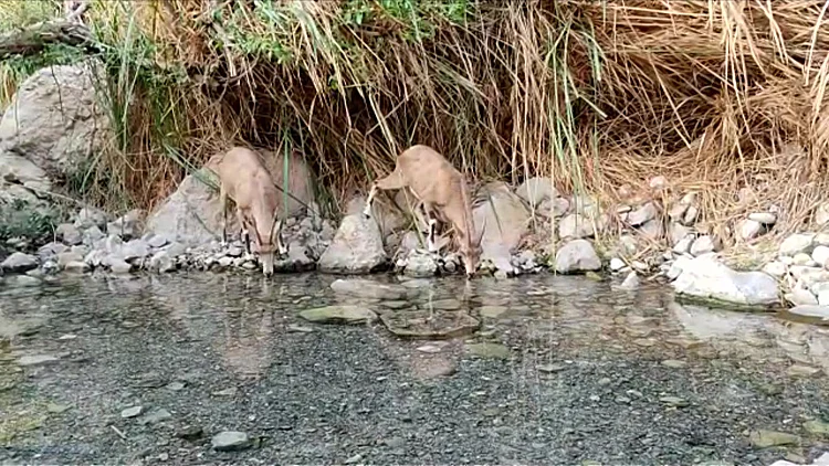 יומיים לתוך הסגר: בעלי החיים שוב משתלטים על הטבע