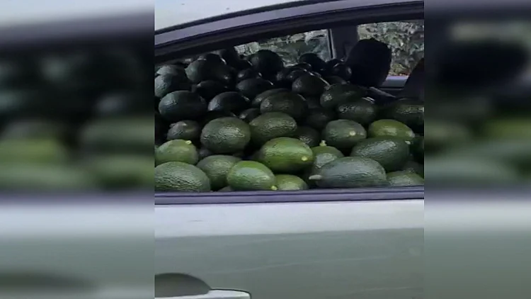 כנופיות ו"הישראלי המכוער": החקלאים מתמודדים עם גל גניבות