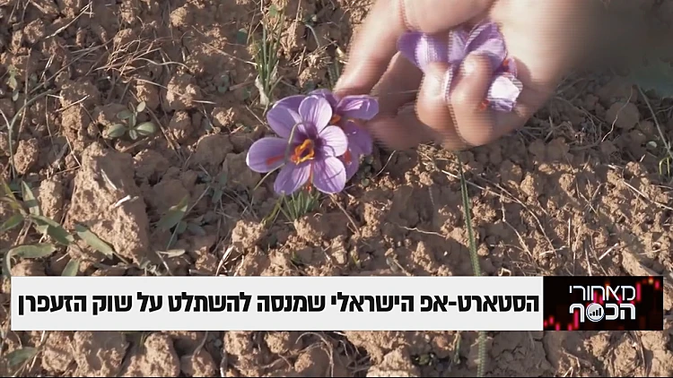 הסטארט-אפ הישראלי שמנסה להשתלט על שוק הזעפרן