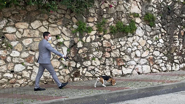 תקועים בבידוד? ראש העיר יקח לכם את הכלב לטיול