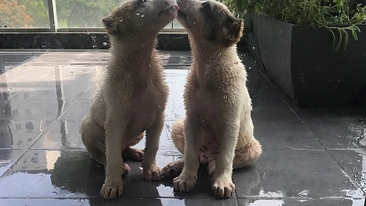 הטוב ביותר לכלב שלכם | רשת 13