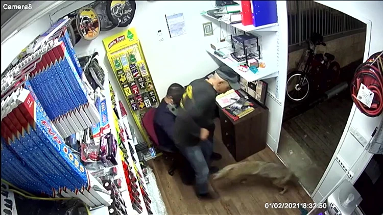 בהלת התנים בצפון: כעשרה בני אדם הותקפו באזור נהריה