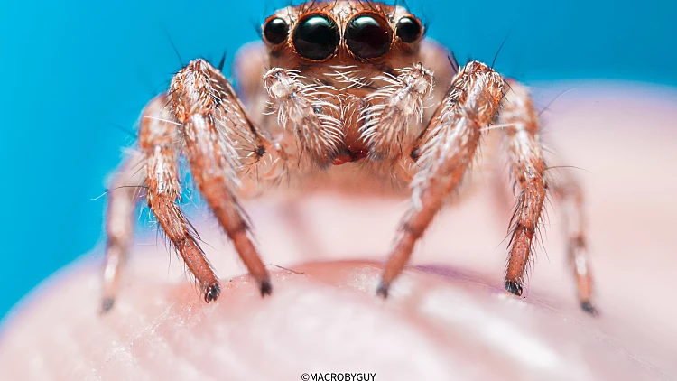 נקבת פלקסיפוס