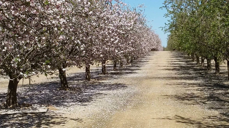 השקדיות של חבל יתיר