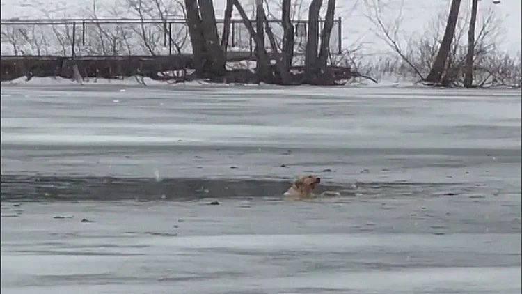 צפו: החילוץ הדרמטי של הכלב הישראלי שנפל לאגם הקפוא בניו יורק