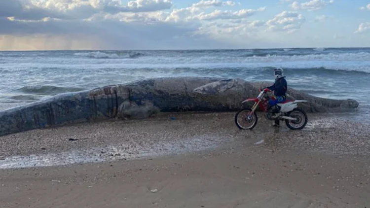 בגלל זיהום זפת נרחב בים: לוויתן מת נפלט לחוף באזור ניצנים