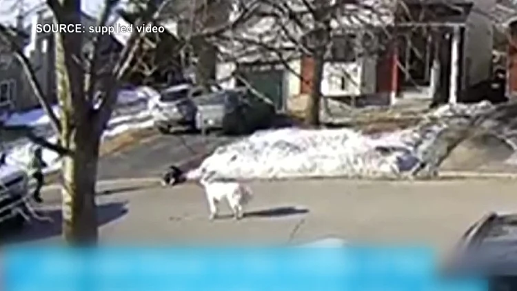 תיעוד מקנדה: קיבלה התקף והתמוטטה - הכלבה שלה הצילה את חייה