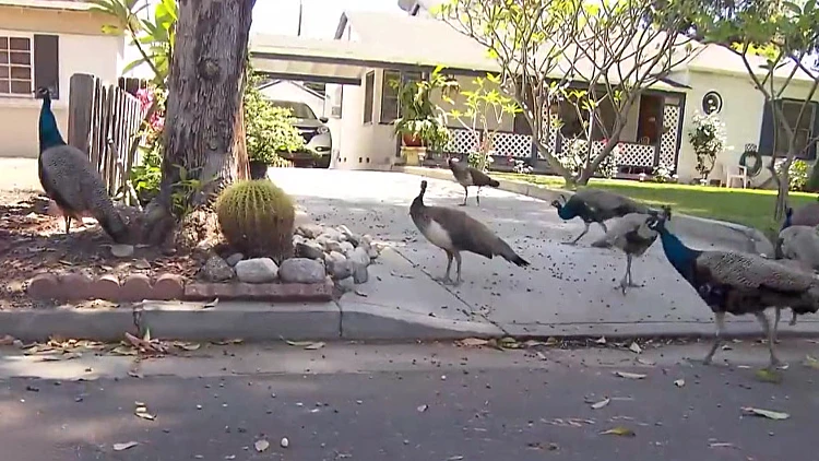 תושבי עיירה בקליפורניה התעוררו בוקר אחד למאות טווסים ברחובות