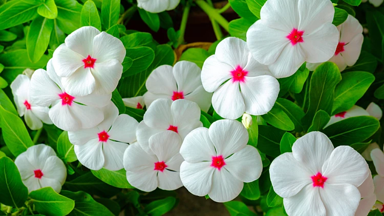 4 צמחים שיחזיקו לכם מעמד בגינה בקיץ | רשת 13