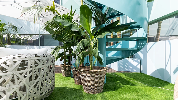 חוויה ושתיל - צמחייה ודשא בחצר האח