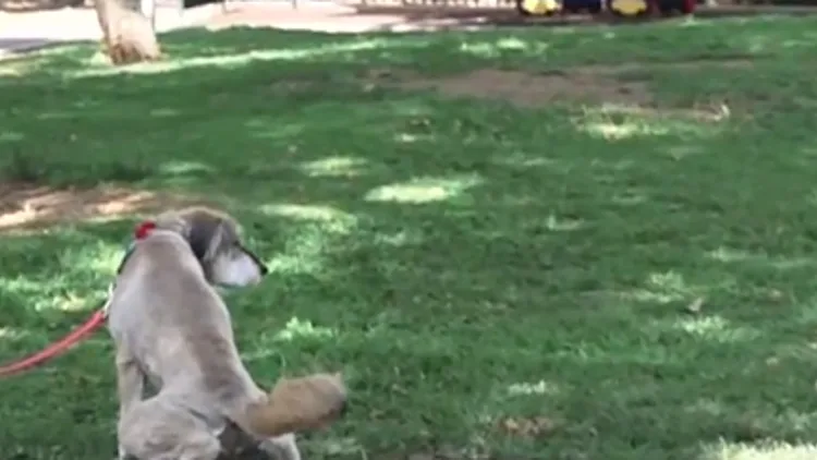 דגימת DNA: כך תיאבק עיריית ת"א בבעלי הכלבים שלא יאספו אחריהם