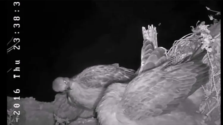 עולמם הסודי של העופות הדורסים - בשידור ישיר בסלון שלכם