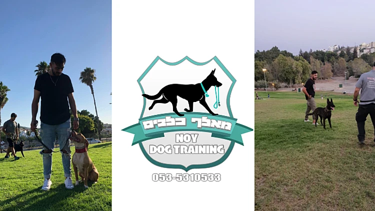 נוי כהן אילוף כלבים