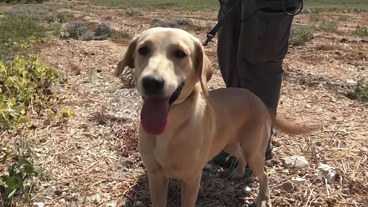 כלבים עם רעל בעיניים
