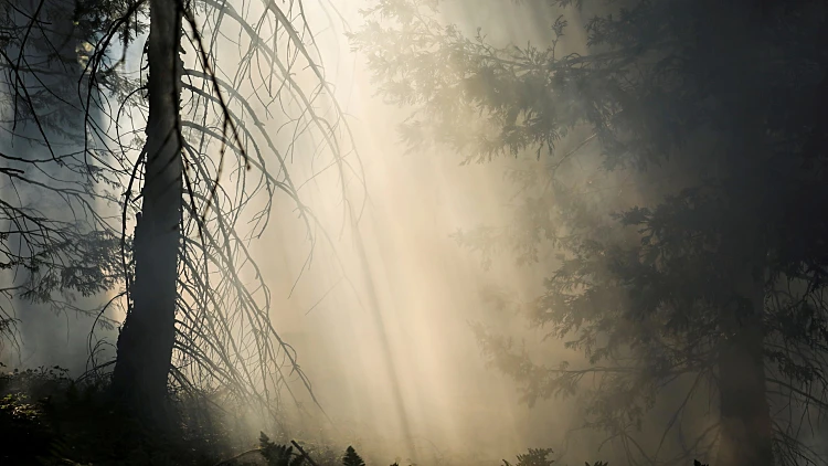 שריפה בפארק הלאומי סקוויה