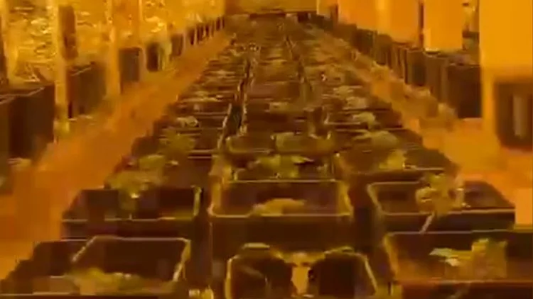 נחשפה מנהרה לגידול קנאביס באורך 120 מטרים - 3 חשודים נעצרו