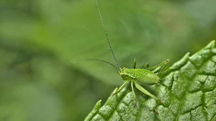 קסם הדברות בפריסה ארצית – הבחירה הכי מקצועית | רשת 13