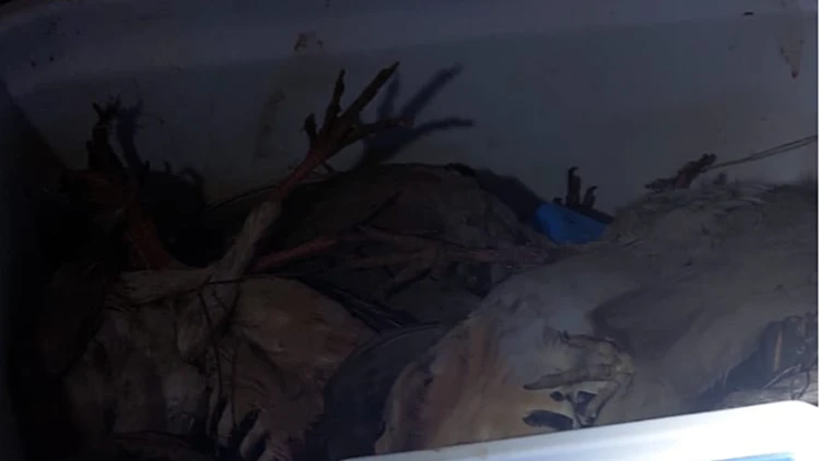 המשטרה עצרה שלושה חשודים בצייד לא חוקי של 45 ציפורים מוגנות