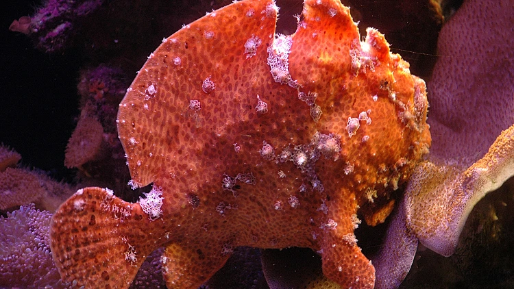 פתיונאי. קרדיט: פארק המצפה התת ימי, אילת