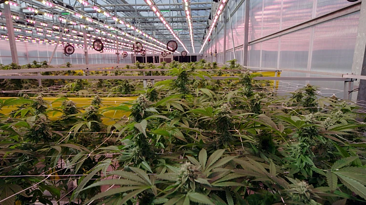 כל מה שמטופלי הקנאביס מבקשים הוא רצף טיפולי ומידע רלוונטי - מיהי החברה שמביאה להם את סטנדרט האיכות של קנדה לישראל?