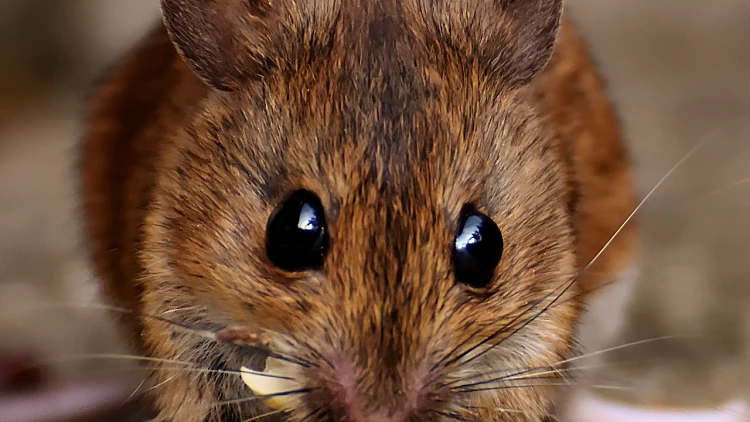 איך הצוות של חברת הלוכד יודע אם יש עכבר בבית ומה הפתרון | רשת 13