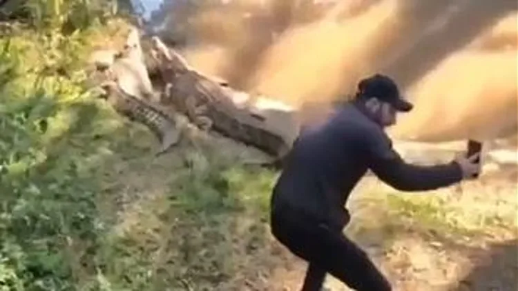 "קפץ מעל גדרות ומחסומים": מבקר בספארי נכנס לכלוב התנינים - והתגרה בהם