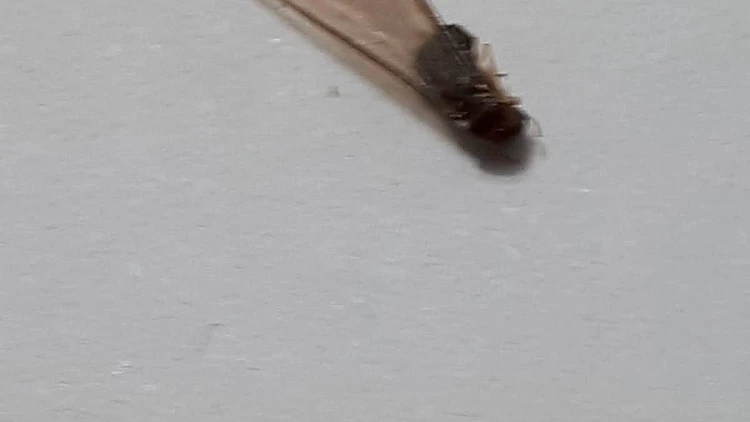 הדברה מקצועית לטרמיטים | רשת 13