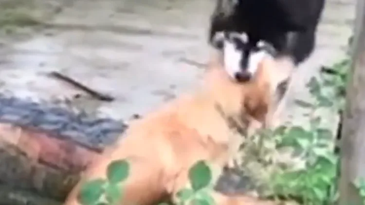 מחמם את הלב: כלב בתאילנד טבע בבריכה - חברו חילץ אותו בעזרת שיניו