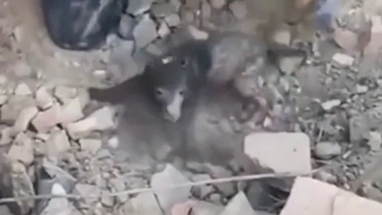 תיעוד: כוחות הצלה חילצו גור כלבים שנקבר תחת ההריסות במזרח אוקראינה