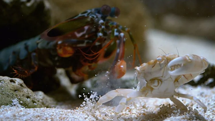 פלאי הטבע בהילוך איטי: כשמצלמות מעקב פוגשות את החיות הכי מיוחדות