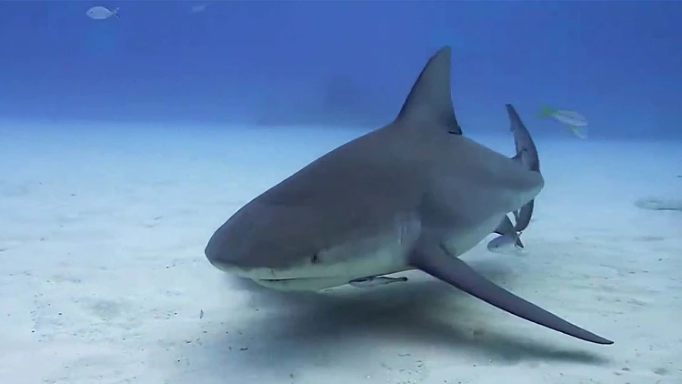 לשחות עם כרישים: צלילה באילת עם החיות הכי מפחידות בים