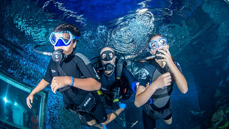 דייב אין בפארק המצפה התת ימי קרדיט צילום בועז סמוראי (2)