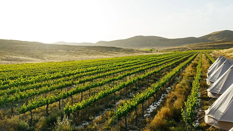 Israel Nana Vineyards 1