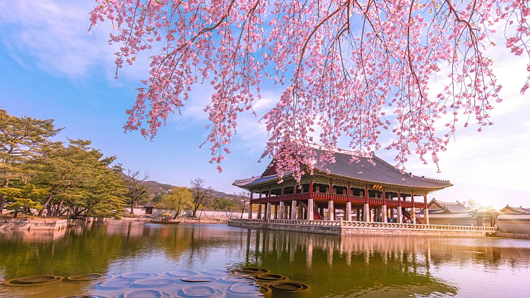 Gyeongbokgung,palace,with,cherry,blossom,in,spring,seoul,south,korea.